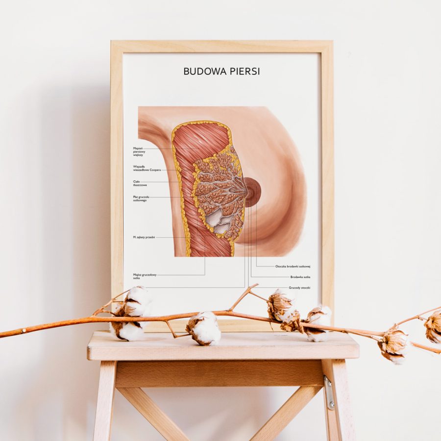 Plakaty Anatomia Płci - Komplet — zdjęcie 6
