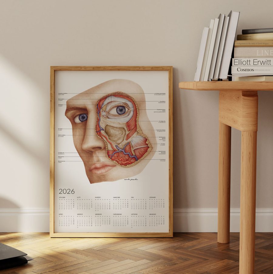 Kalendarz Anatomiczny 2026 - Jednostronny — zdjęcie 4