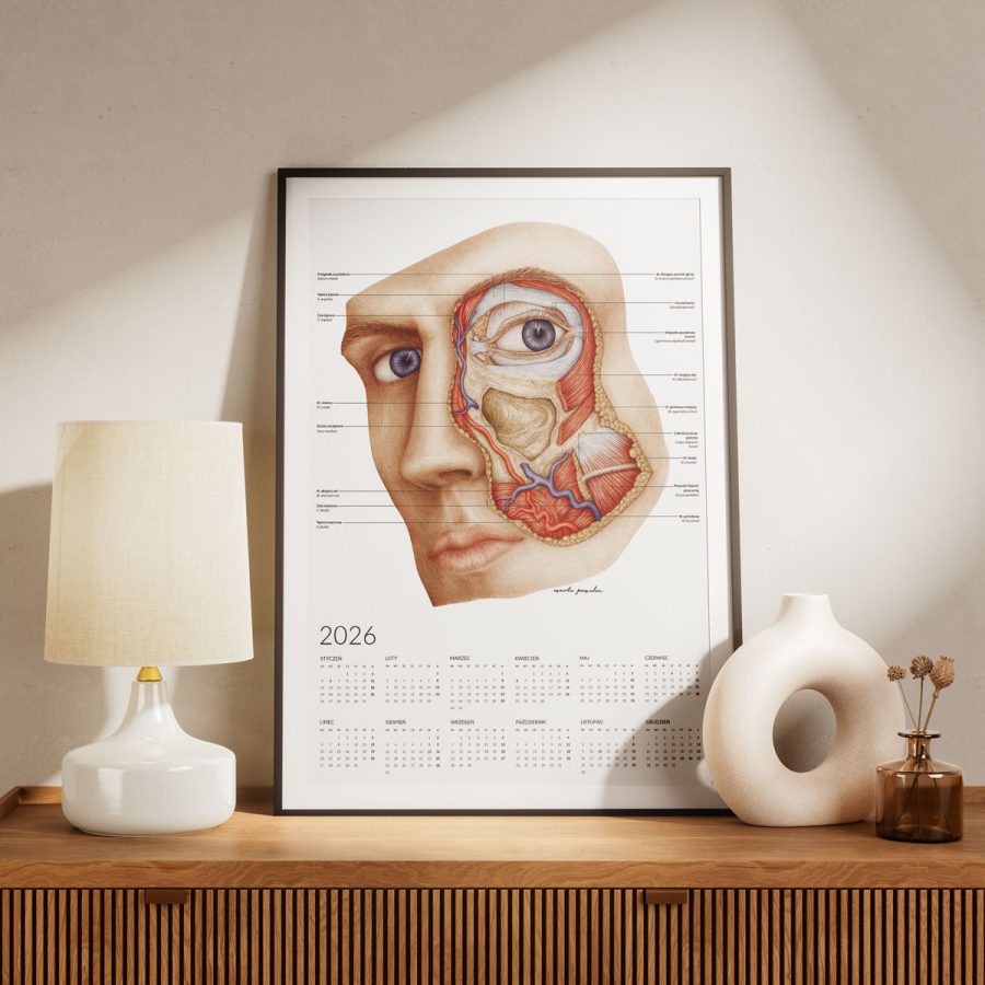 Kalendarz Anatomiczny 2026 - Jednostronny — zdjęcie 5