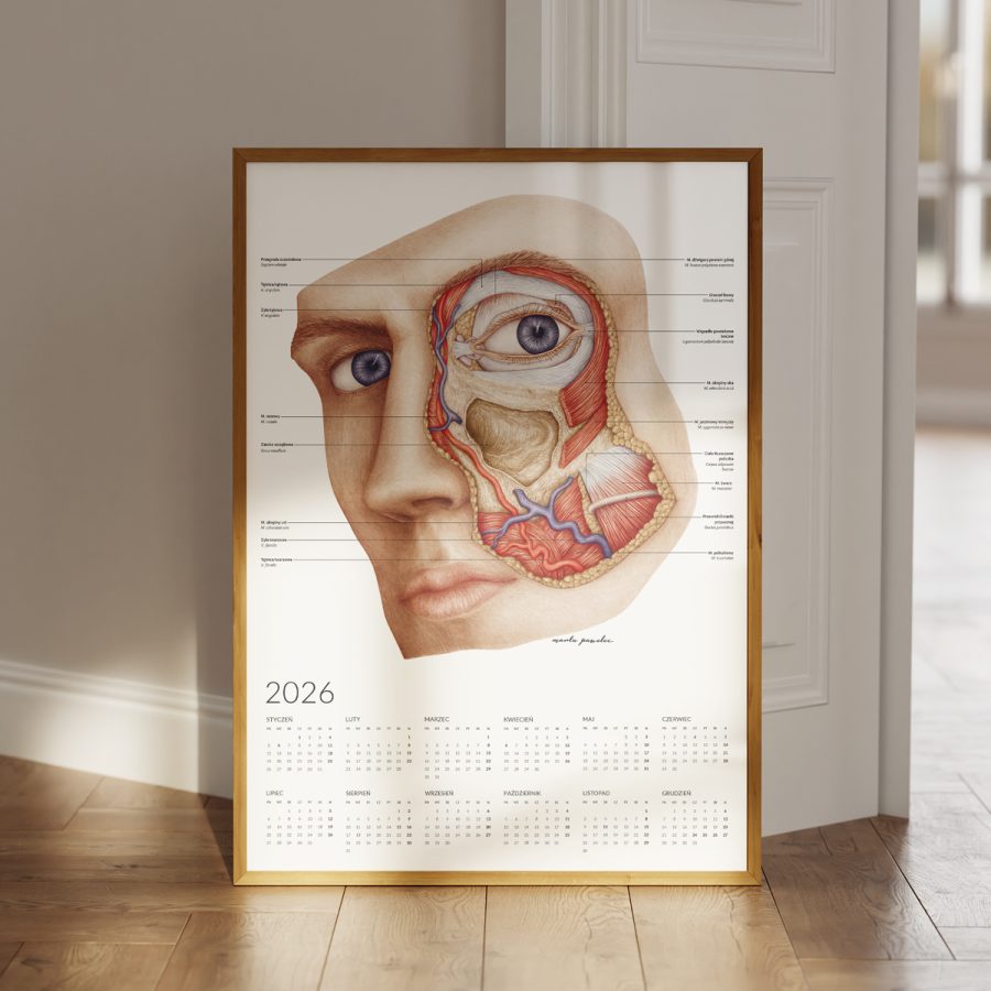 Kalendarz Anatomiczny 2026 - Jednostronny — zdjęcie 7