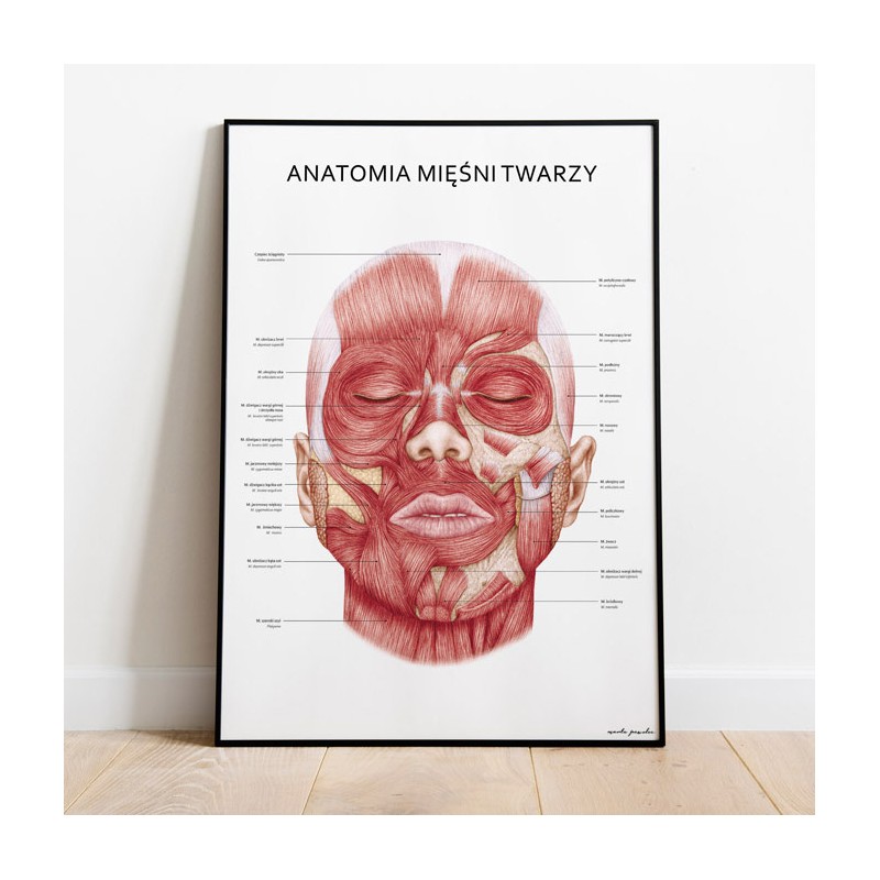 Plakat Anatomia Piękna Komplet — zdjęcie 3