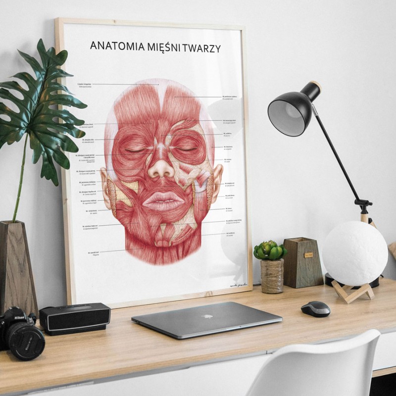 Plakat Anatomia Piękna Komplet — zdjęcie 9