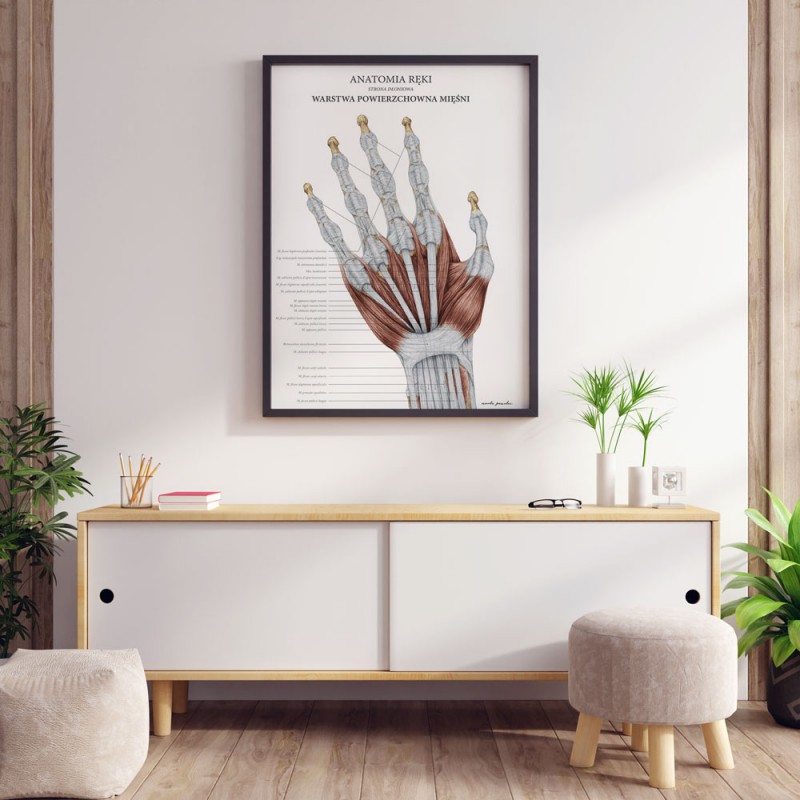Plakaty Anatomia Ręki - Komplet — zdjęcie 7