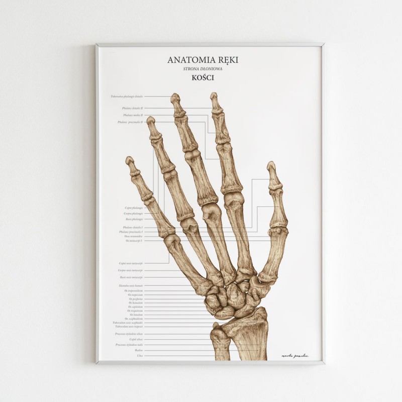 Plakaty Anatomia Ręki - Komplet — zdjęcie 6