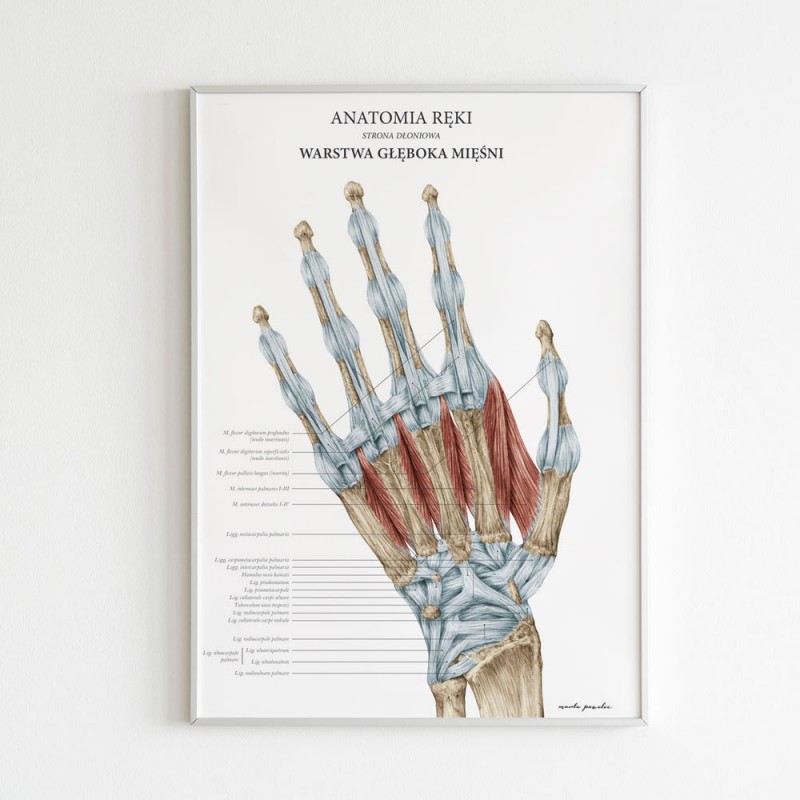 Plakaty Anatomia Ręki - Komplet — zdjęcie 5