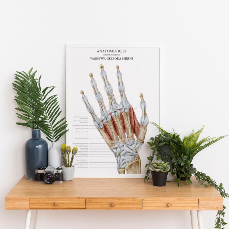 Plakaty Anatomia Ręki - Komplet — zdjęcie 4