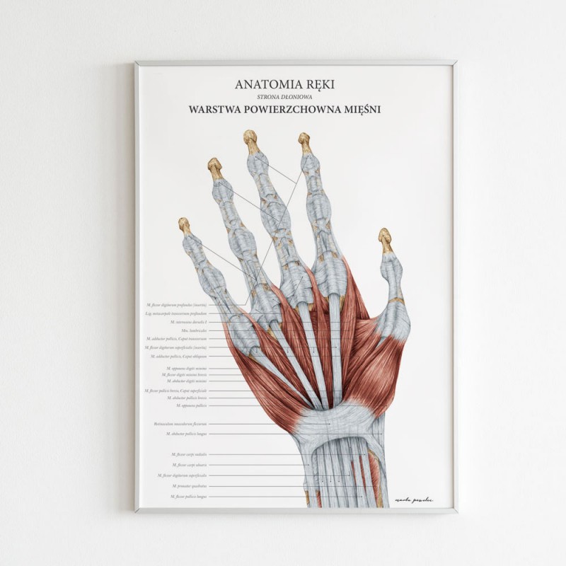 Plakaty Anatomia Ręki - Komplet — zdjęcie 3