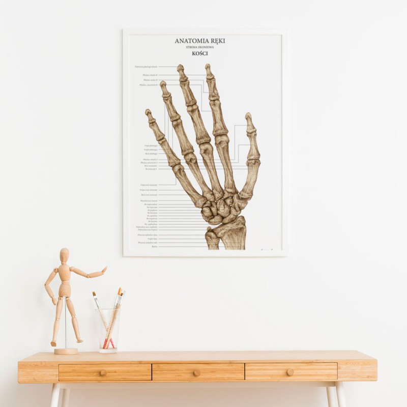 Plakaty Anatomia Ręki - Komplet — zdjęcie 2