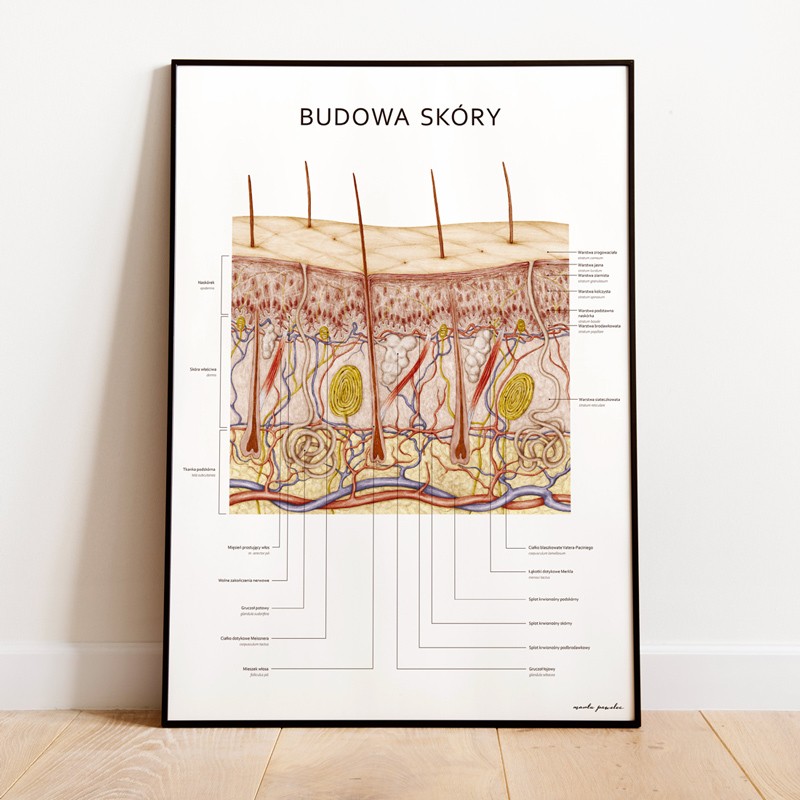 Plakat Anatomia Piękna Komplet — zdjęcie 2