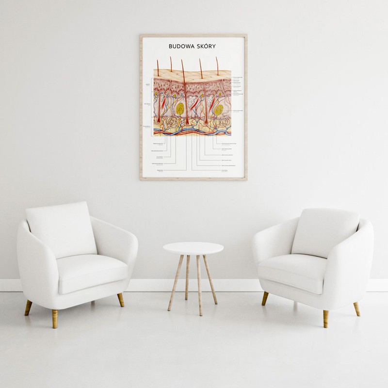 Plakat Anatomia Piękna Komplet — zdjęcie 11