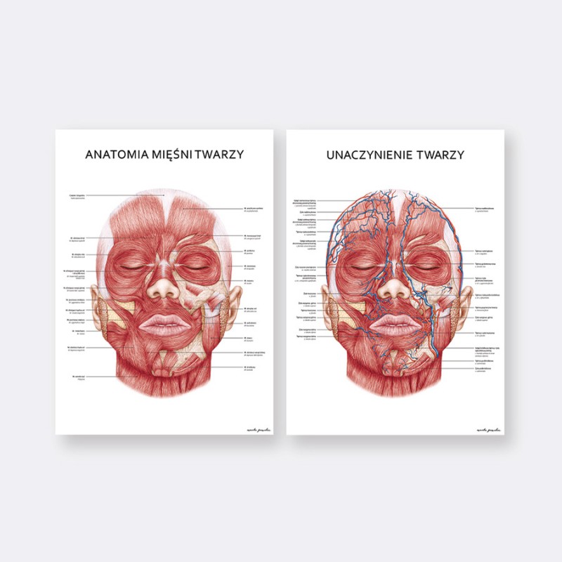 Plakaty Anatomia Twarzy - Komplet — zdjęcie 4