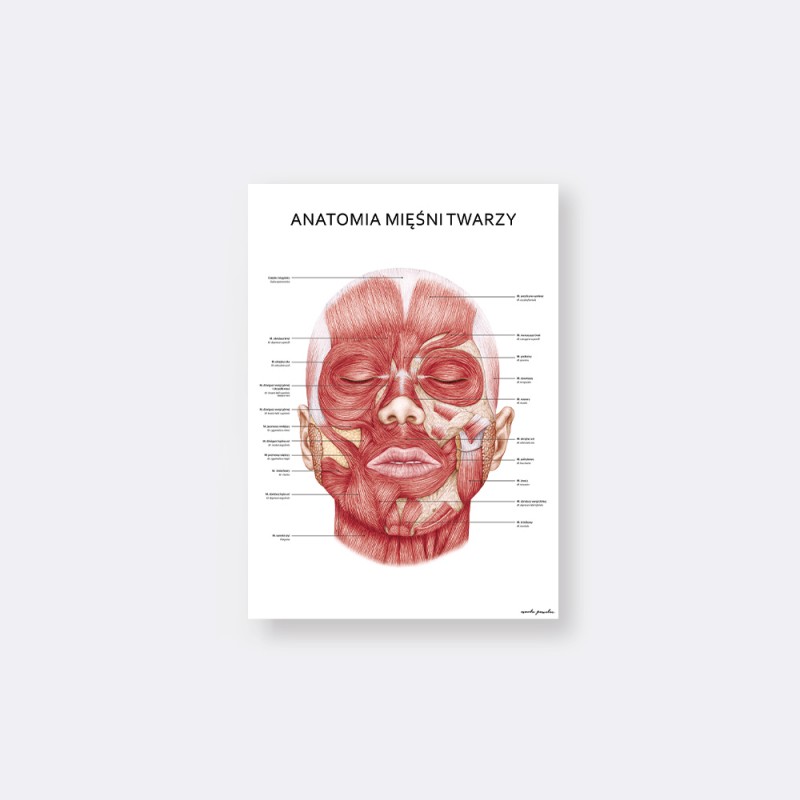 Plakaty Anatomia Twarzy - Komplet — zdjęcie 3