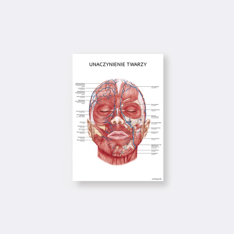Plakaty Anatomia Twarzy - Komplet — zdjęcie 2