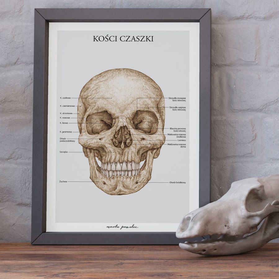 Plakaty Podstawa Anatomii - Komplet A3 — zdjęcie 8