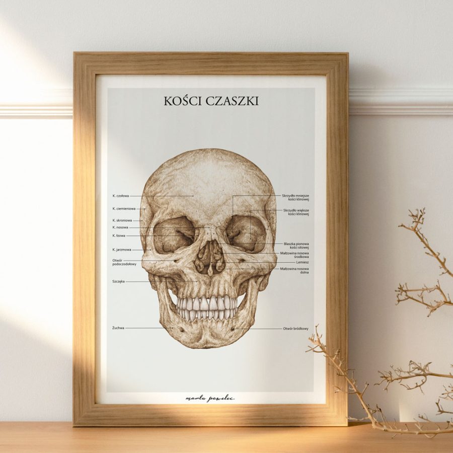 Plakaty Podstawa Anatomii - Komplet A3 — zdjęcie 9