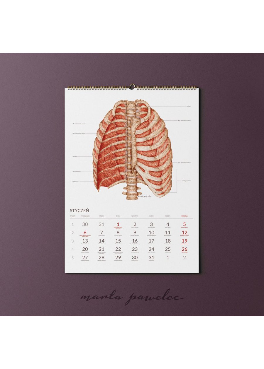 Kalendarz Anatomiczny 2025 — zdjęcie 3