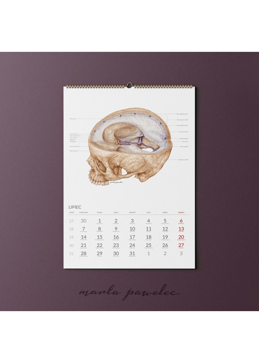 Kalendarz Anatomiczny 2025 — zdjęcie 9