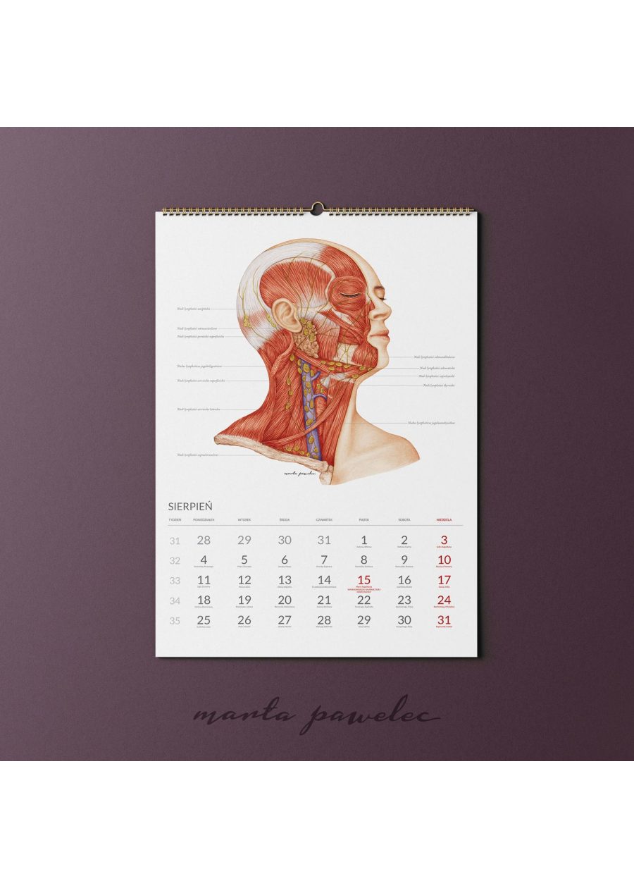 Kalendarz Anatomiczny 2025 — zdjęcie 10