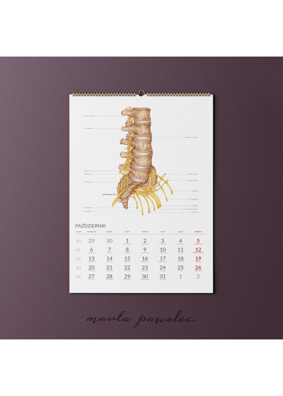 Kalendarz Anatomiczny 2025 — zdjęcie 12