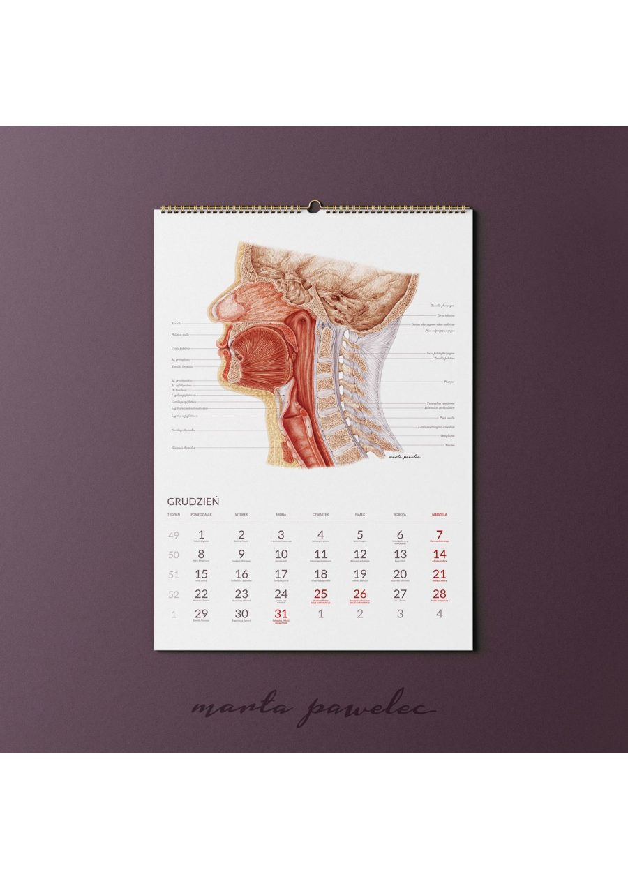 Kalendarz Anatomiczny 2025 — zdjęcie 14