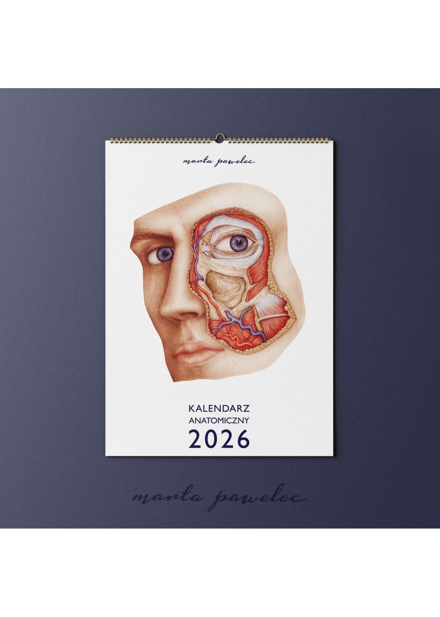 Kalendarz Anatomiczny 2026 — zdjęcie 2