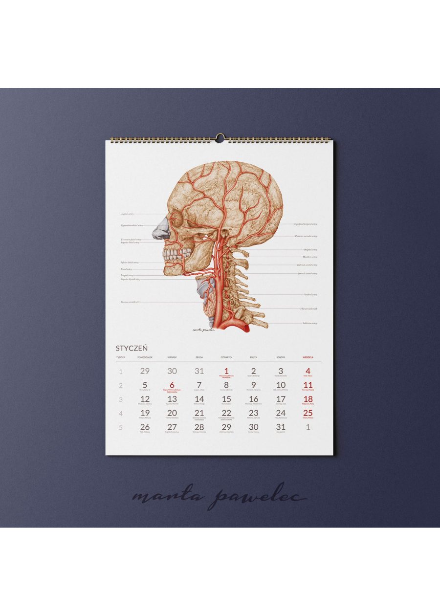 Kalendarz Anatomiczny 2026 — zdjęcie 3