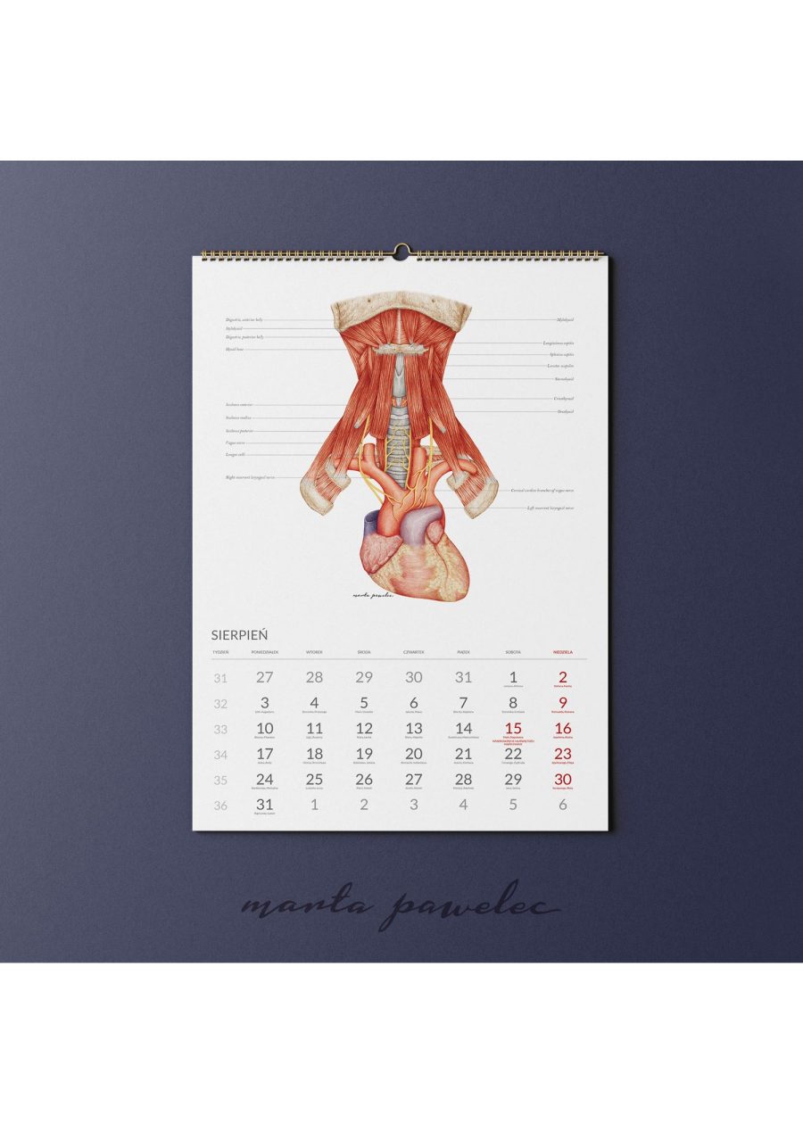 Kalendarz Anatomiczny 2026 — zdjęcie 10