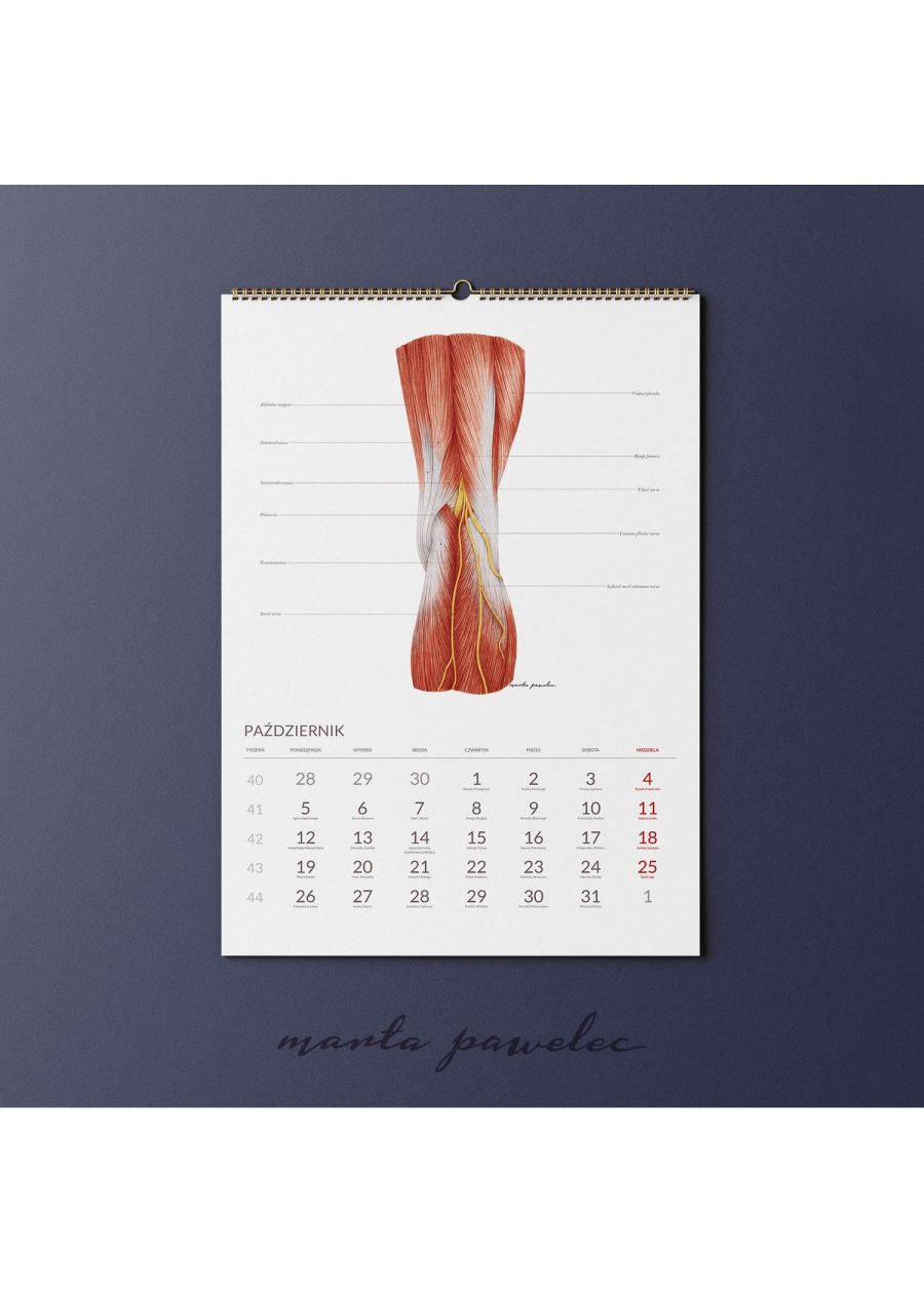 Kalendarz Anatomiczny 2026 — zdjęcie 12