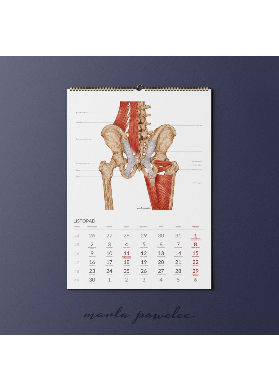 Kalendarz Anatomiczny 2026 — zdjęcie 13