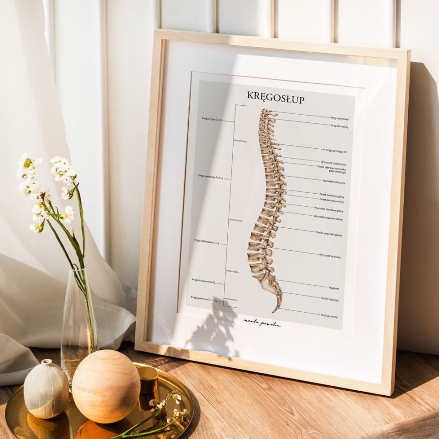 Plakaty Podstawa Anatomii - Komplet A3 — zdjęcie 7