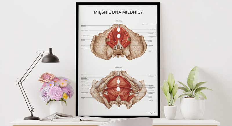 Plakaty Ciąża i Mięśnie Dna Miednicy - Komplet — zdjęcie 7