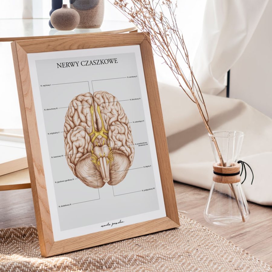 Plakaty Podstawa Anatomii - Komplet A3 — zdjęcie 3