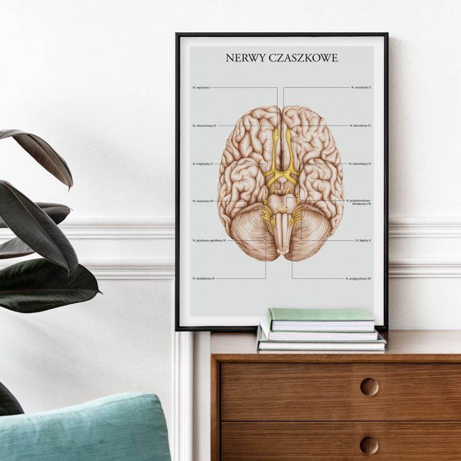 Plakaty Podstawa Anatomii - Komplet A3 — zdjęcie 2