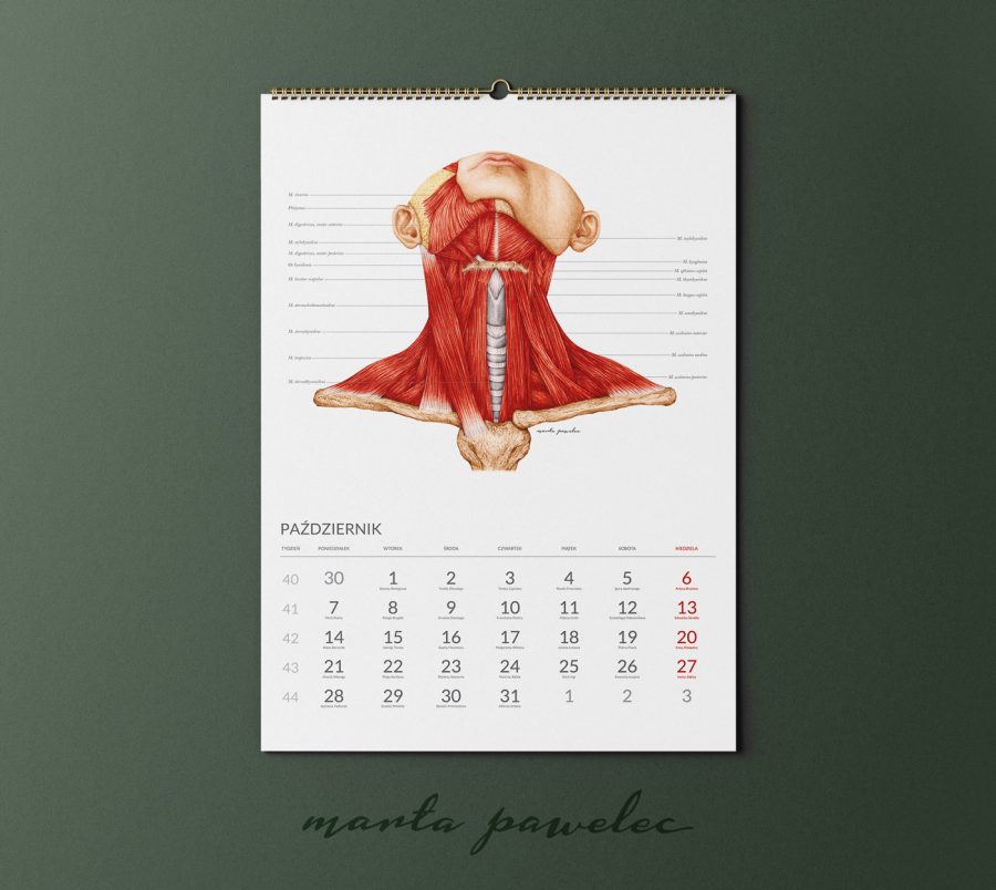 Kalendarz&Planer Anatomiczny 2024 — zdjęcie 11