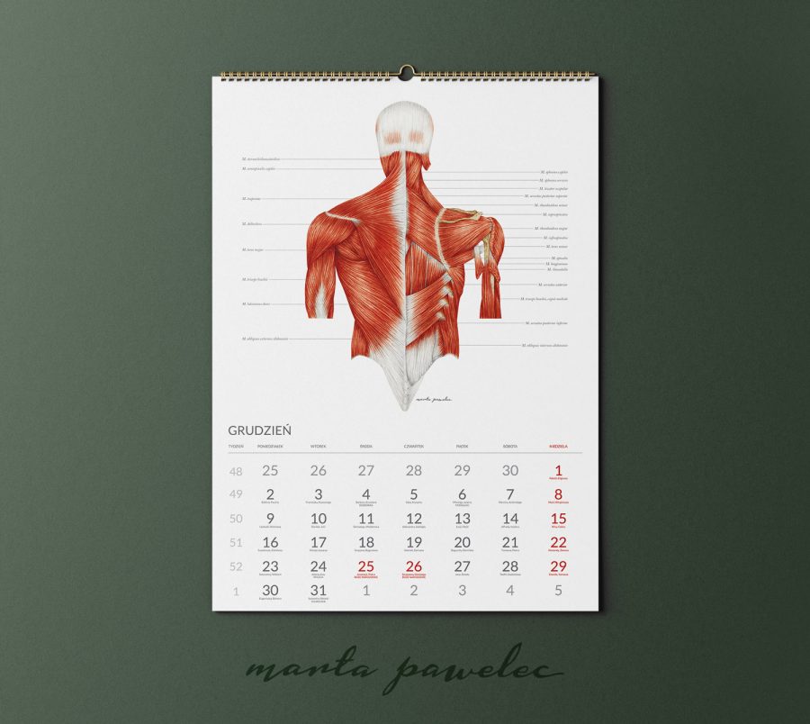 Kalendarz&Planer Anatomiczny 2024 — zdjęcie 10