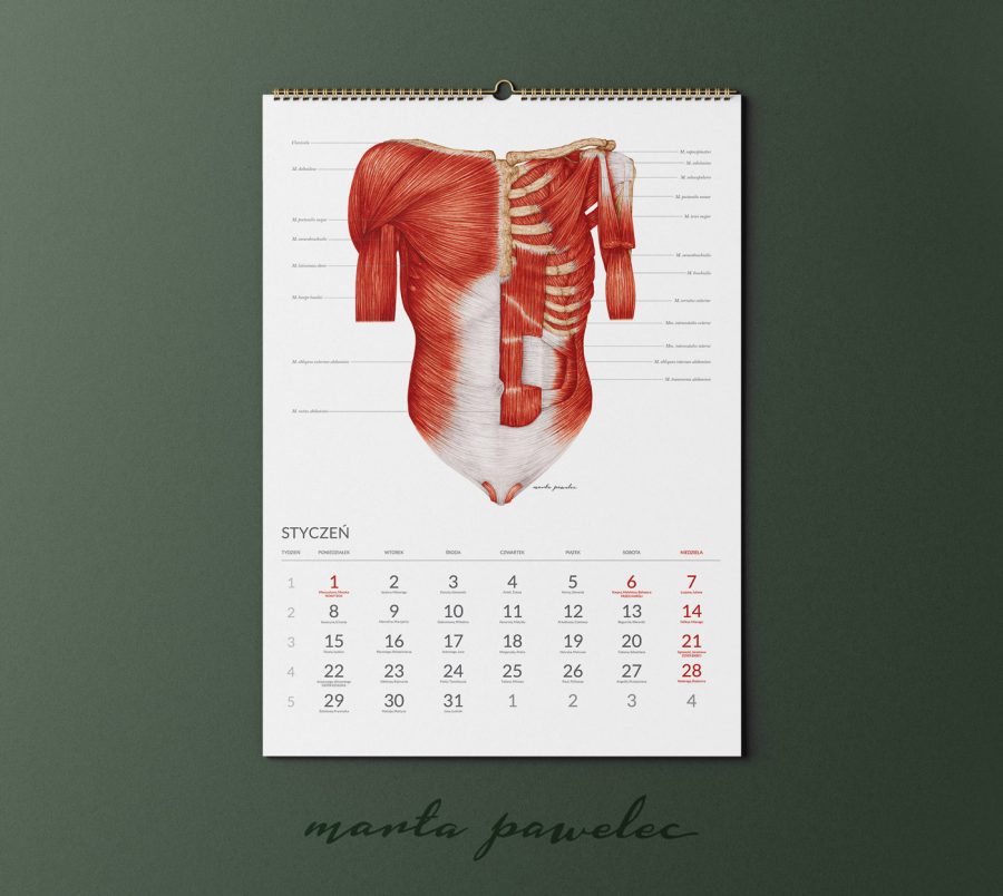 Kalendarz&Planer Anatomiczny 2024 — zdjęcie 9