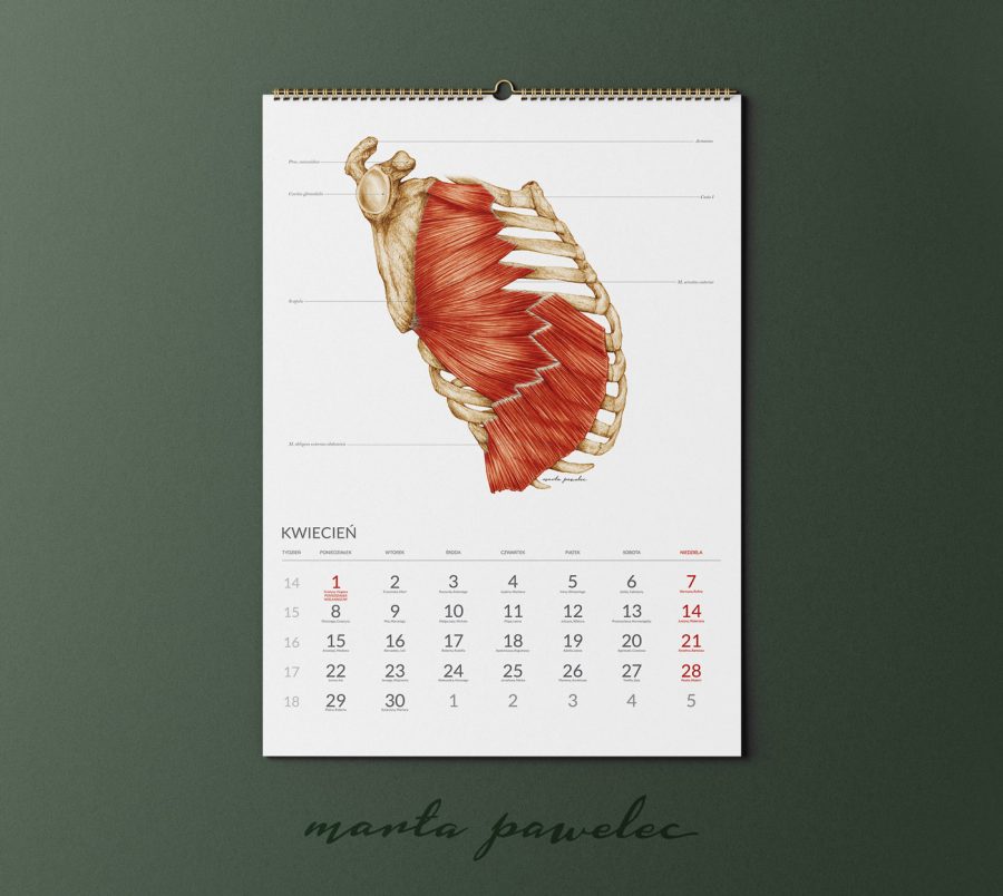 Kalendarz&Planer Anatomiczny 2024 — zdjęcie 13