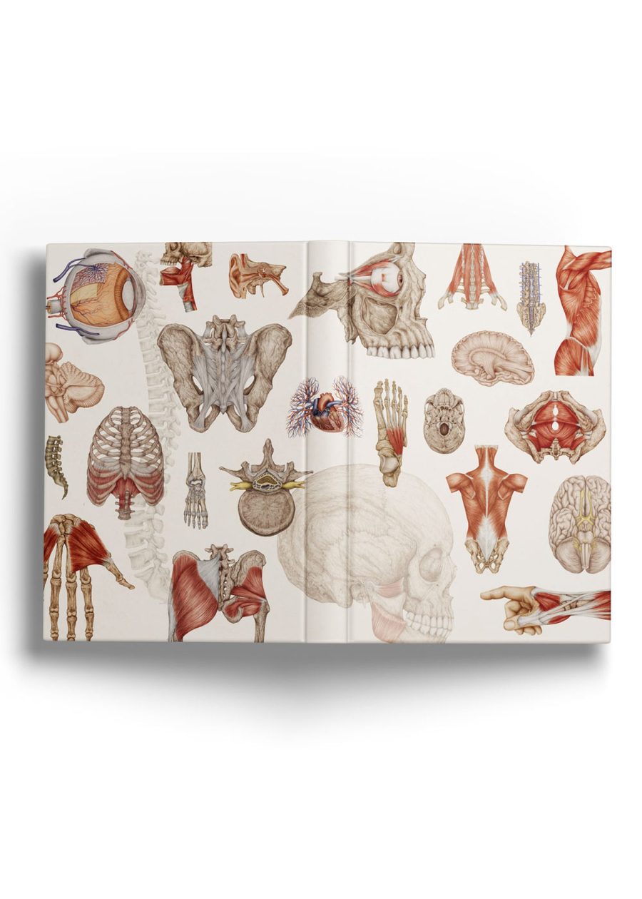 Notes Anatomiczny B5 — zdjęcie 2