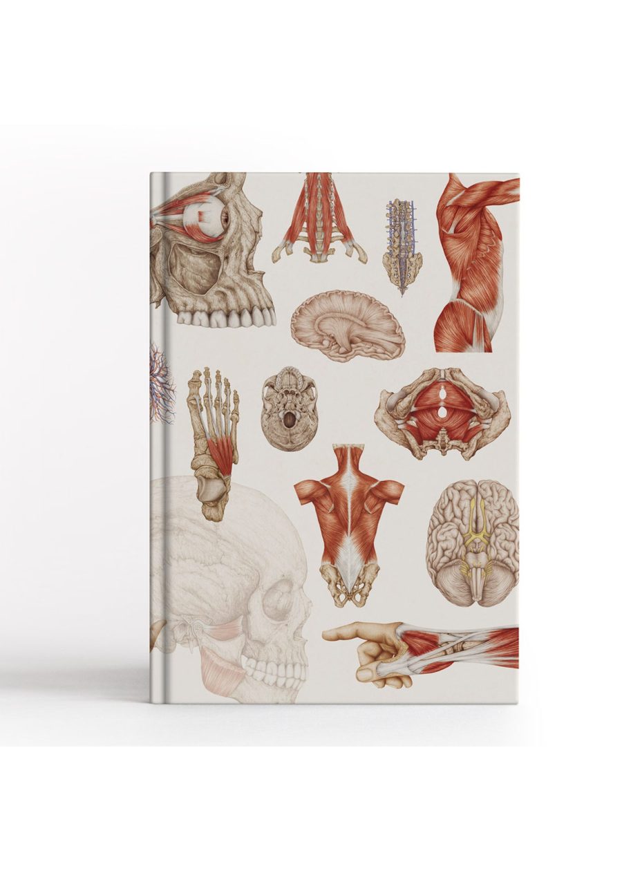 Notes Anatomiczny B5 — zdjęcie 3