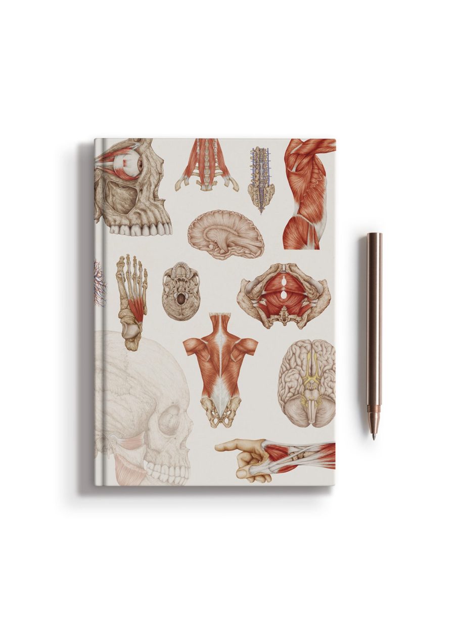 Notes Anatomiczny B5