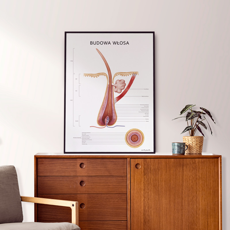 Plakat Anatomia Piękna Komplet — zdjęcie 5