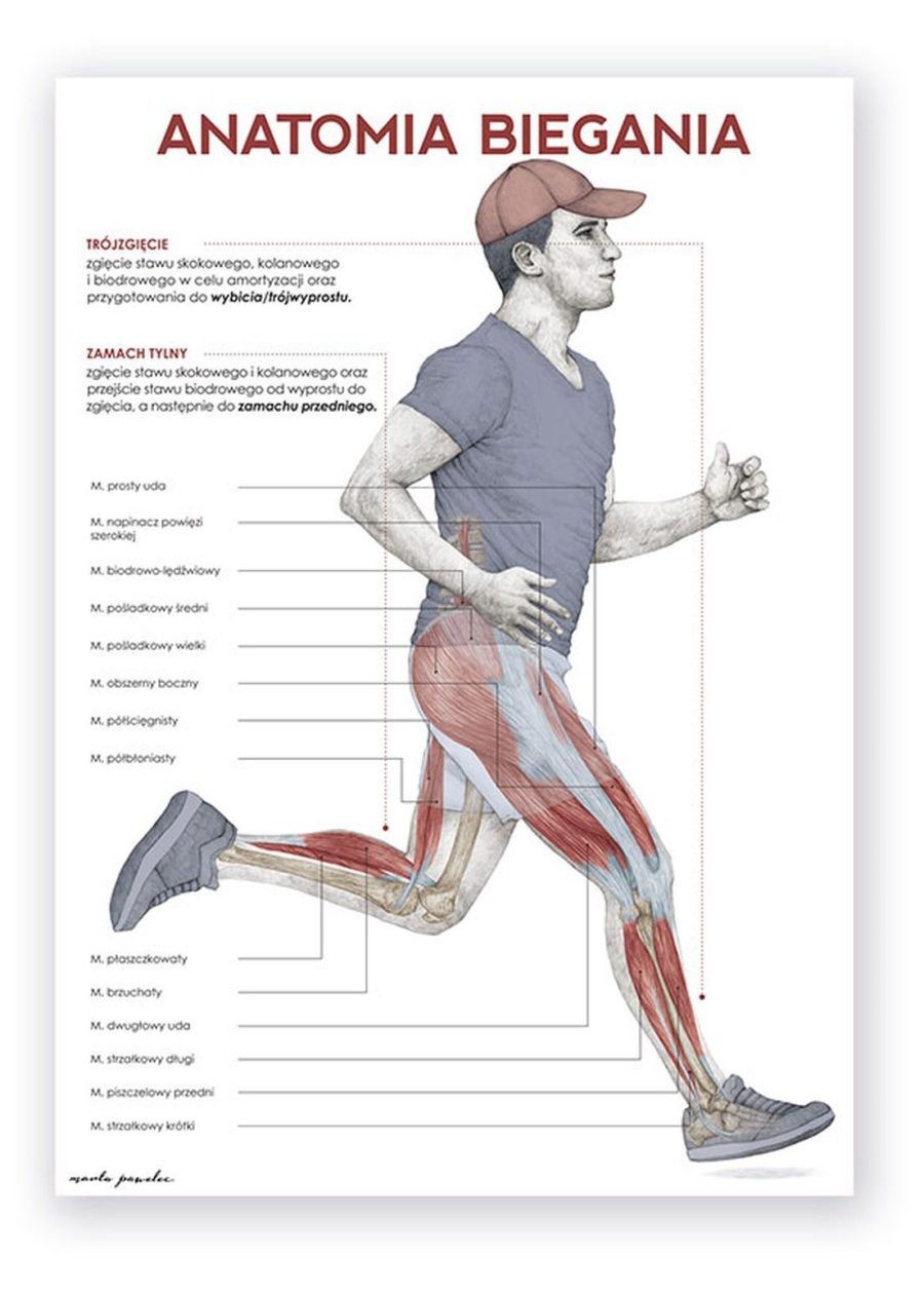 Plakat Anatomia Biegania