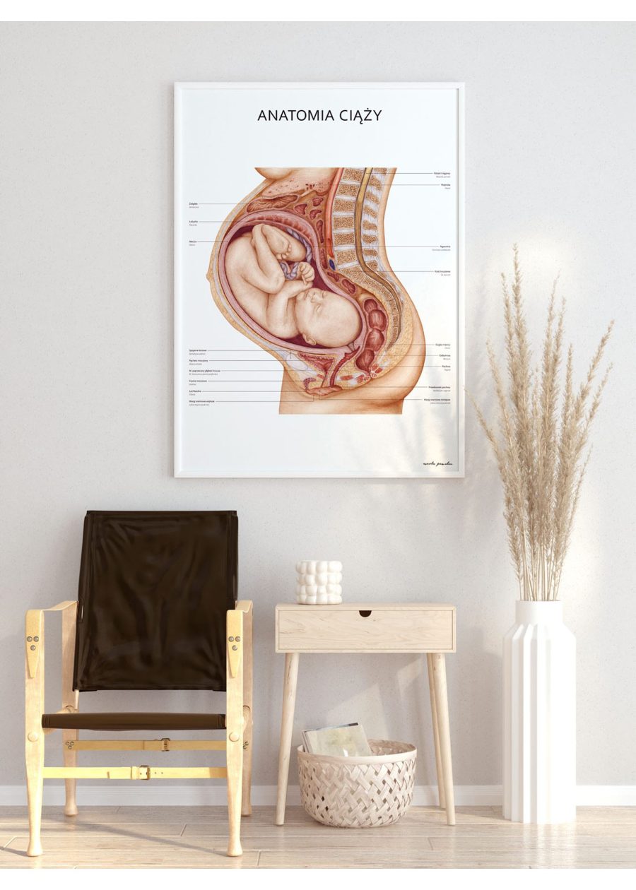Plakat Anatomia Ciąży — zdjęcie 2