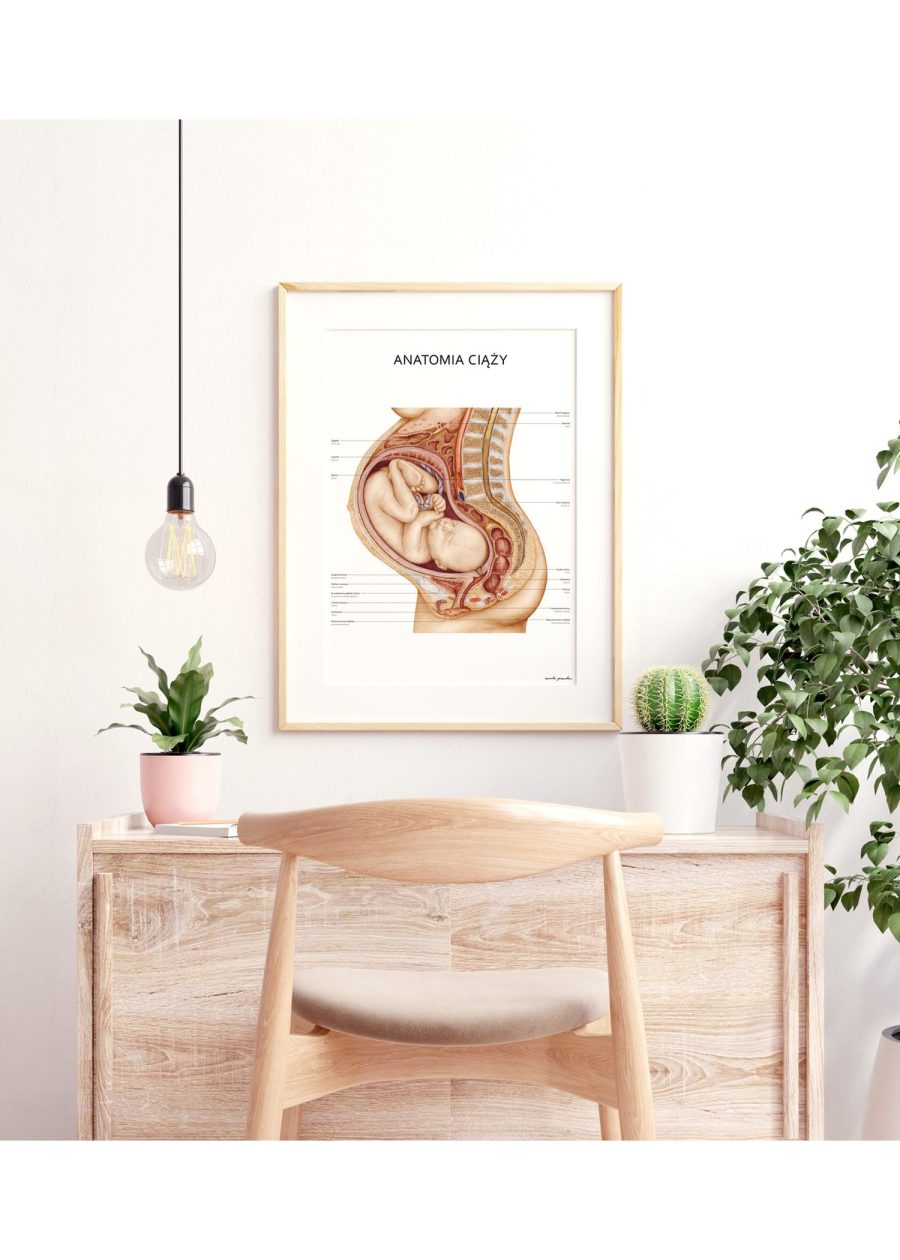 Plakat Anatomia Ciąży — zdjęcie 3