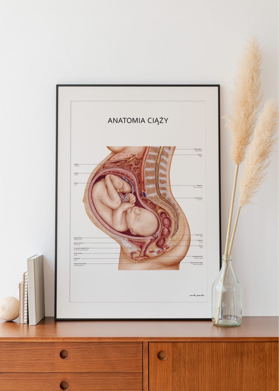 Plakat Anatomia Ciąży — zdjęcie 4
