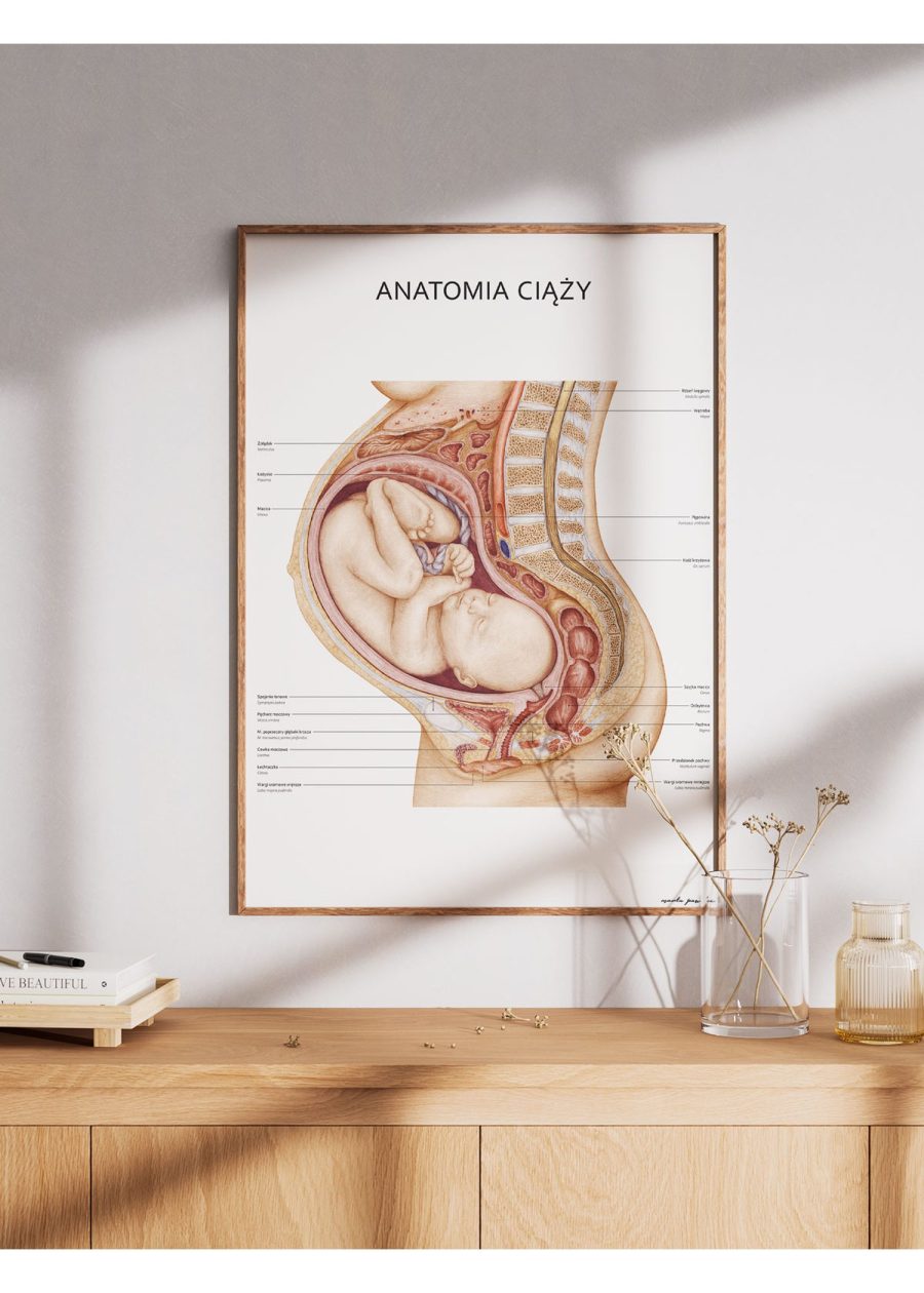 Plakat Anatomia Ciąży — zdjęcie 5