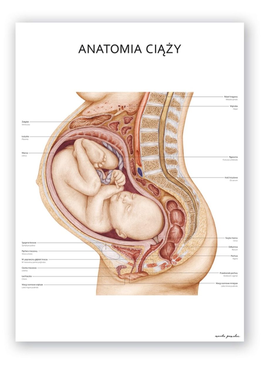 Plakat Anatomia Ciąży