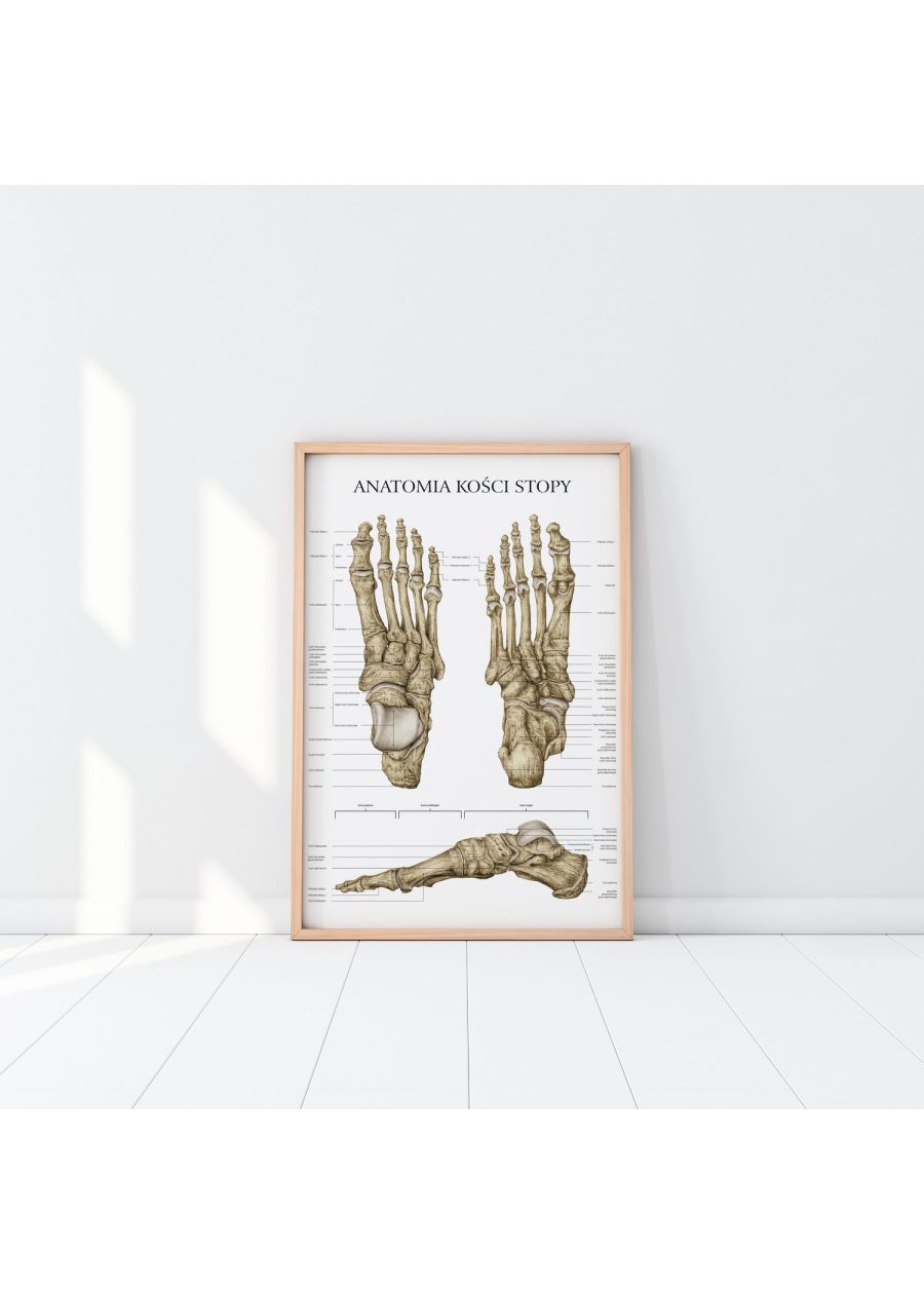 Plakat Anatomia Kości Stopy — zdjęcie 2