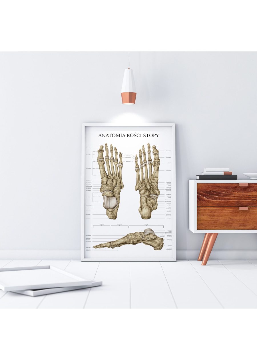 Plakat Anatomia Kości Stopy — zdjęcie 3