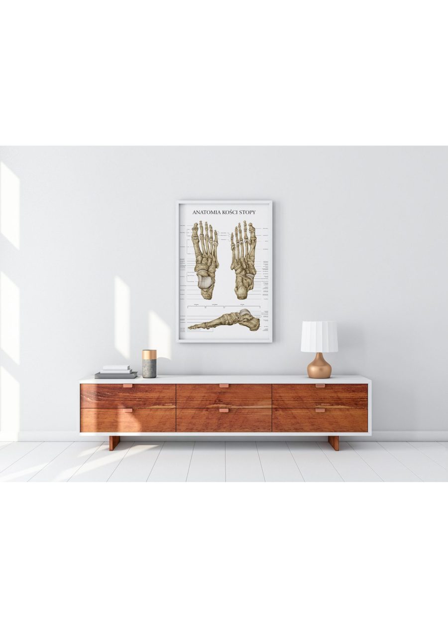 Plakat Anatomia Kości Stopy — zdjęcie 4